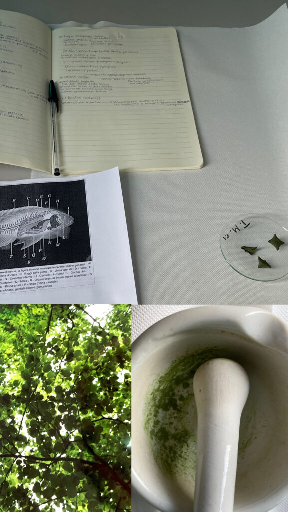 Corso di isotopi stabili:collage fotografico. In alto quaderno di appunti e schema degli organi interni di un pesce; in basso a sinistra foto di foliage verde intenso; in basso a sinistra foglie pestate in un mortaio